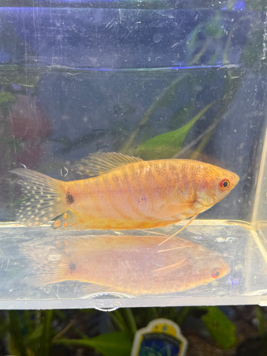 Gourami Yellow  Trichopodus trichopterus