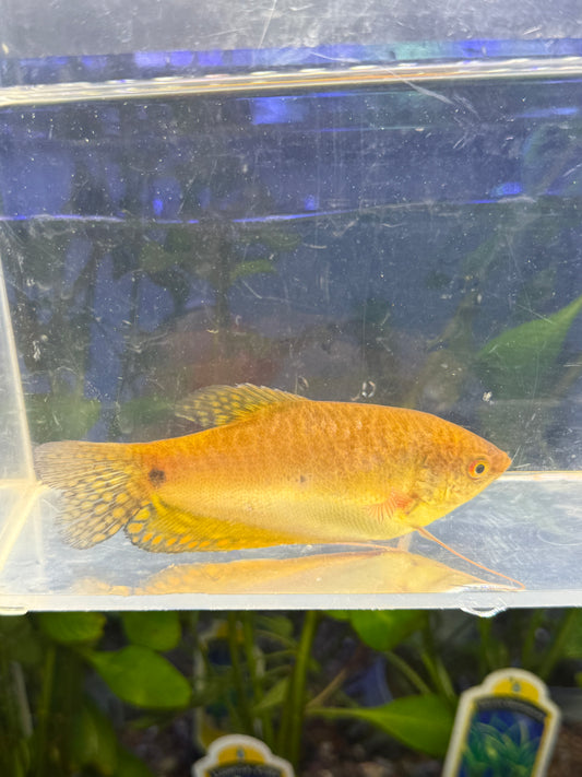 Gourami Yellow  Trichopodus trichopterus