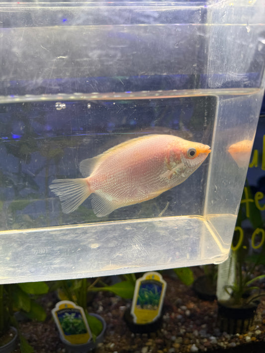 Kissing gourami (Helostoma temminckii)