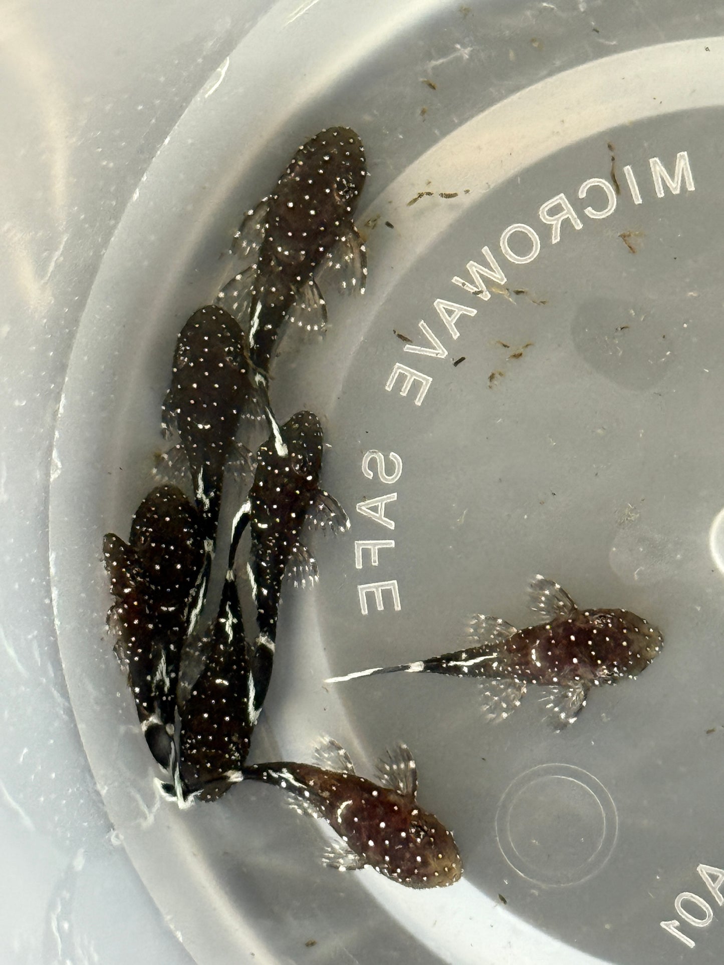 L181 Peppermint Pleco Ancistrus sp.