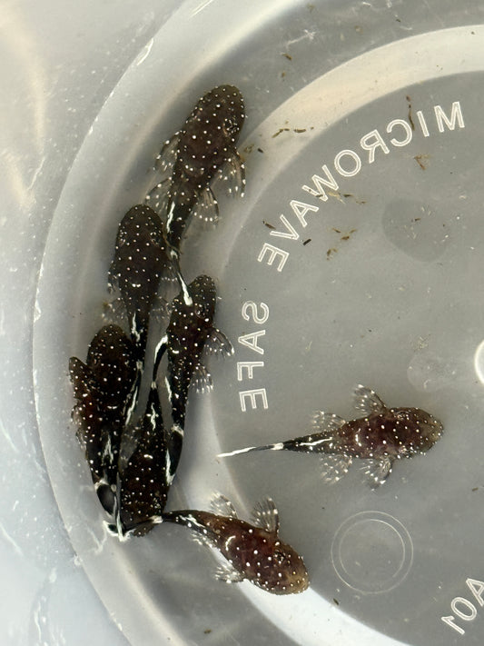 L181 Peppermint Pleco Ancistrus sp.