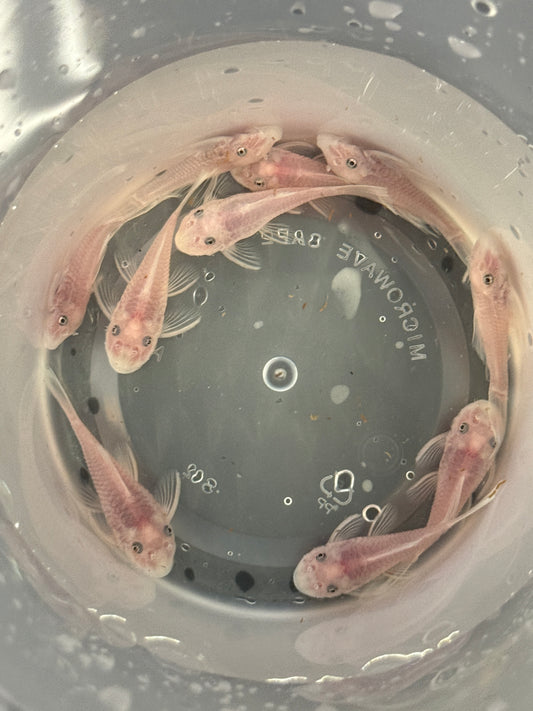 Snow White Bristle Nose Pleco/ Bushy Nose Pleco