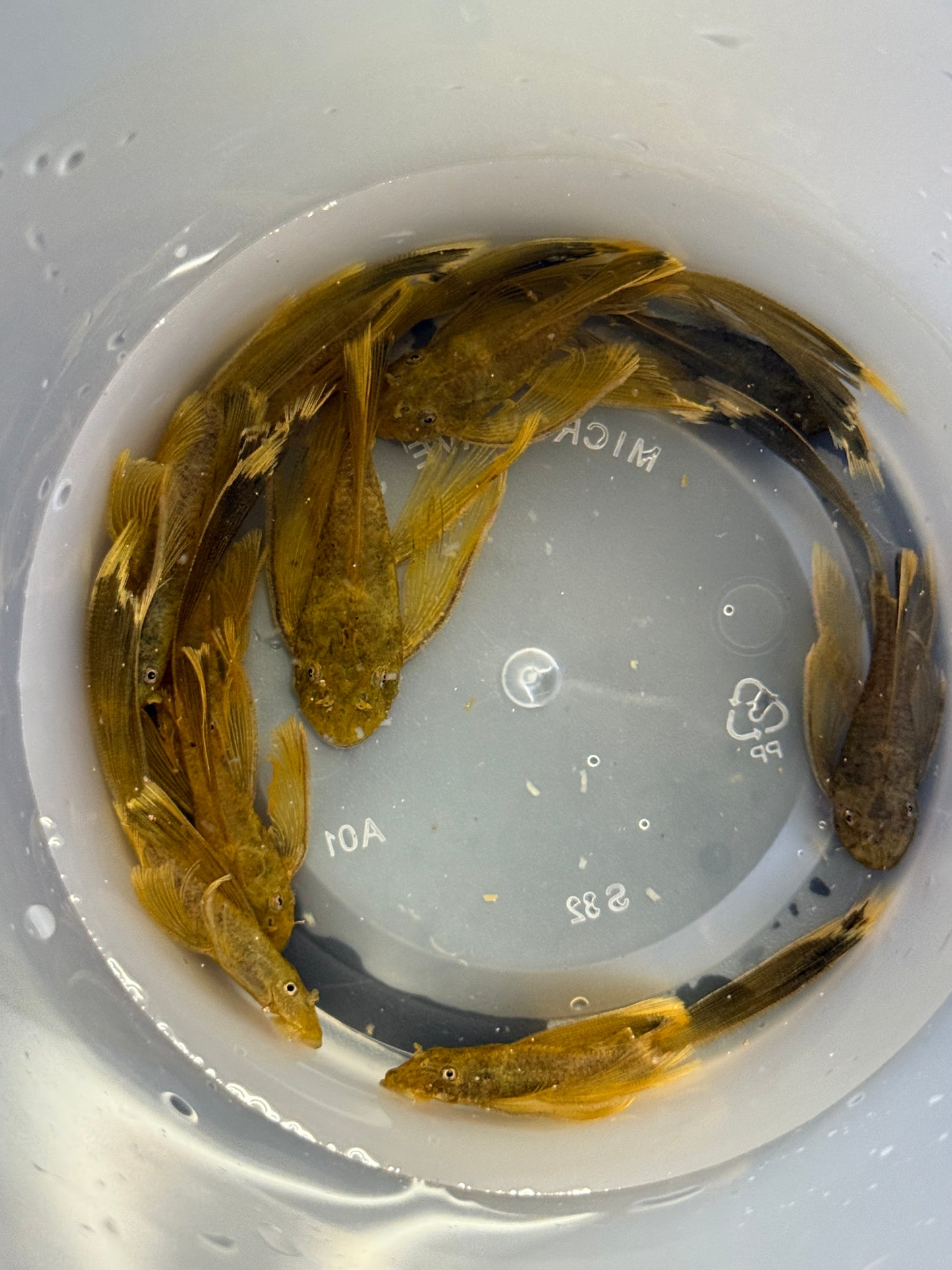 Green Dragon Long Fin  Bristle Nose