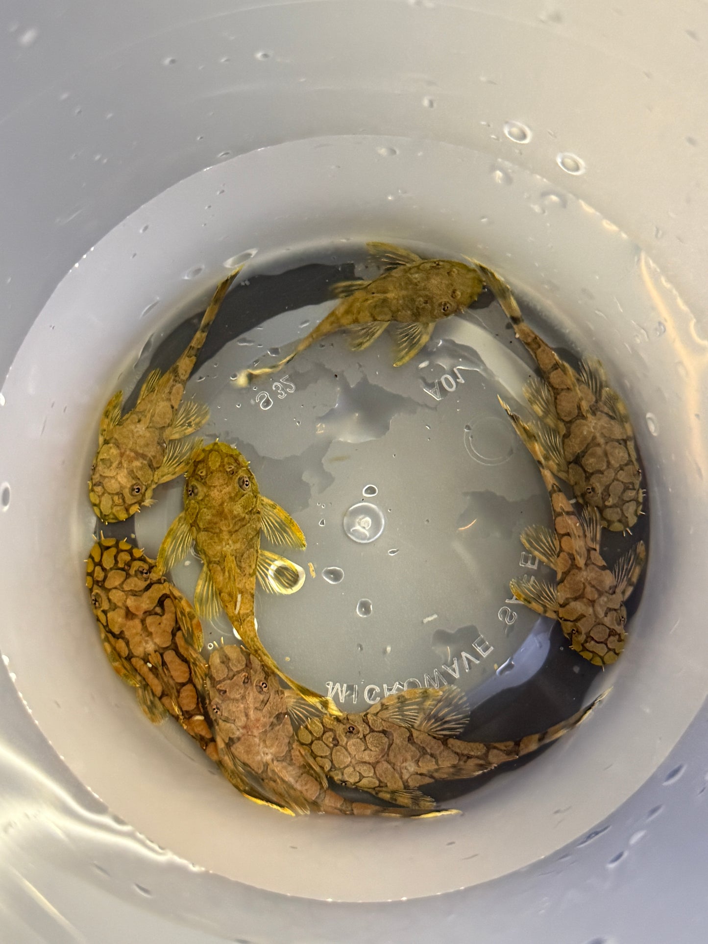 L519 Honeycomb Bushynose Pleco 'Rio Itenez'