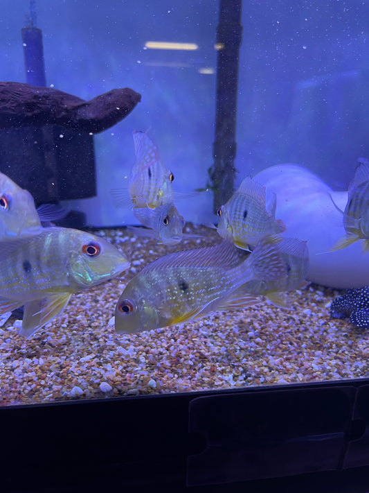 Geophagus Abalios (Geophagus Abalios)