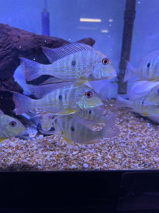 Geophagus Abalios (Geophagus Abalios)