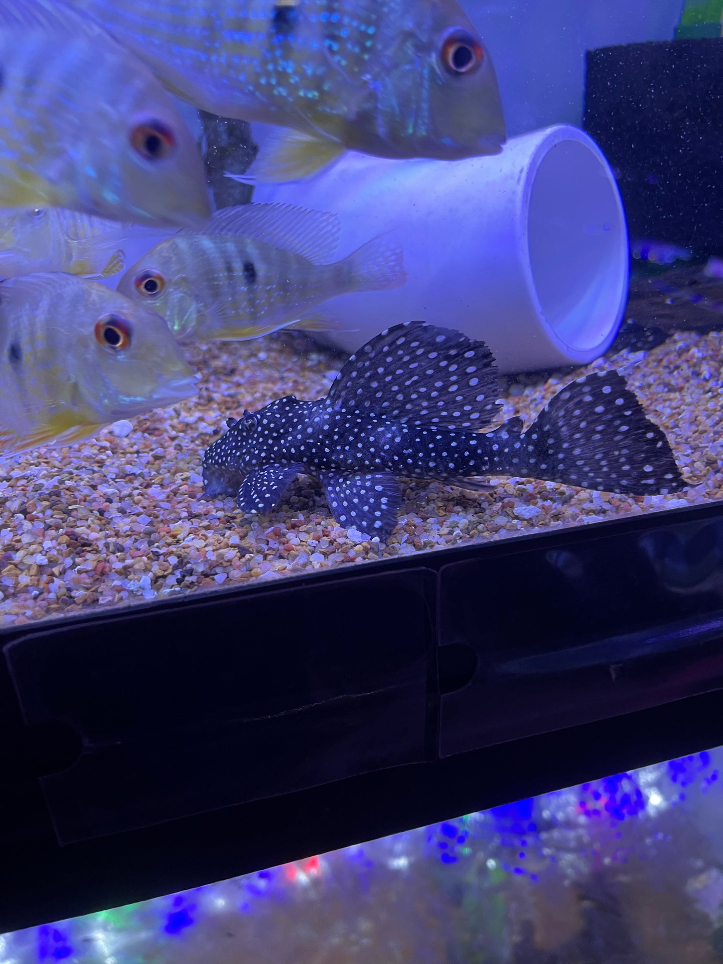 L240 Vampire Pleco (Leporacanthicus Galaxias)