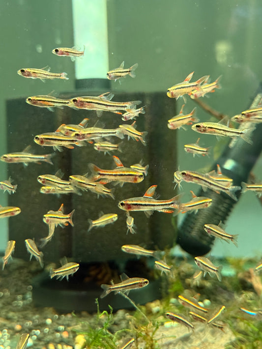 Black Morpho Tetra poecilocharax weitzmani