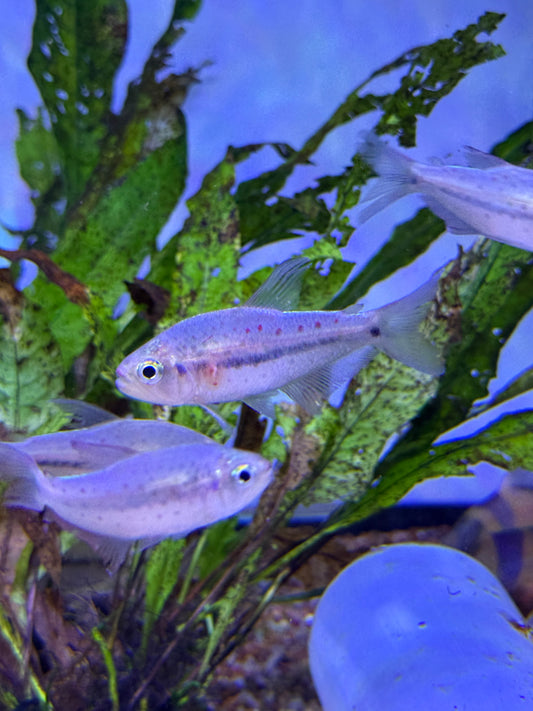 Pink Spot Choco Tetra (Pseudochalceus kyburzi)