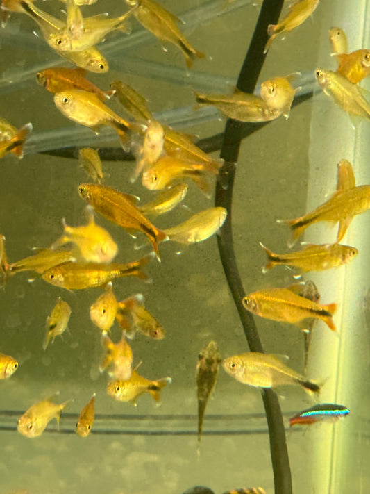 Silvertip Tetra (Hasemania nana)