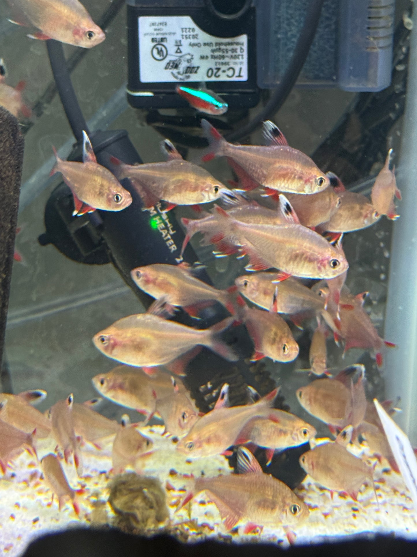 HY511 Candy Cane Tetra (Hyphessobrycon sp.)