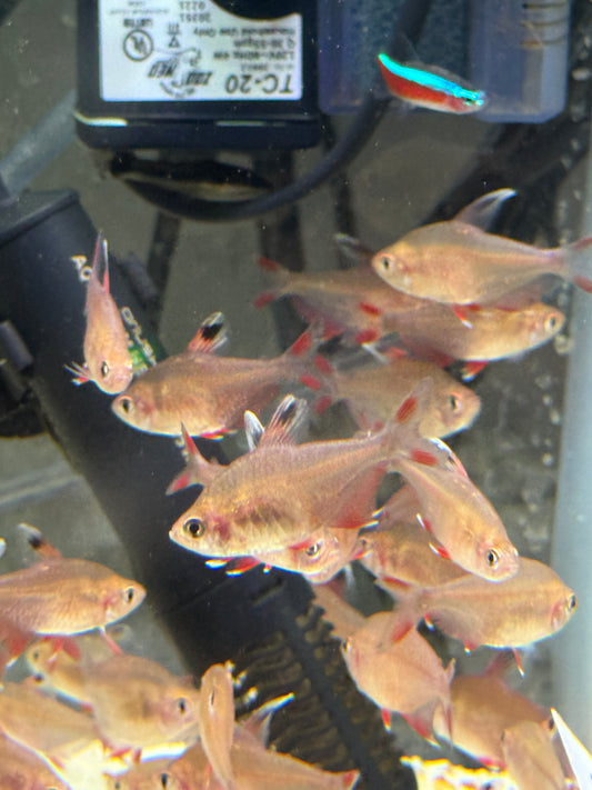 HY511 Candy Cane Tetra (Hyphessobrycon sp.)