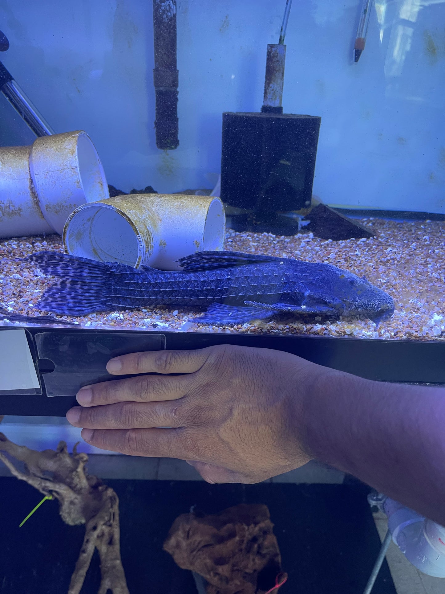 L186  Giant Cactus Pleco (Pseudacanthicus Major)