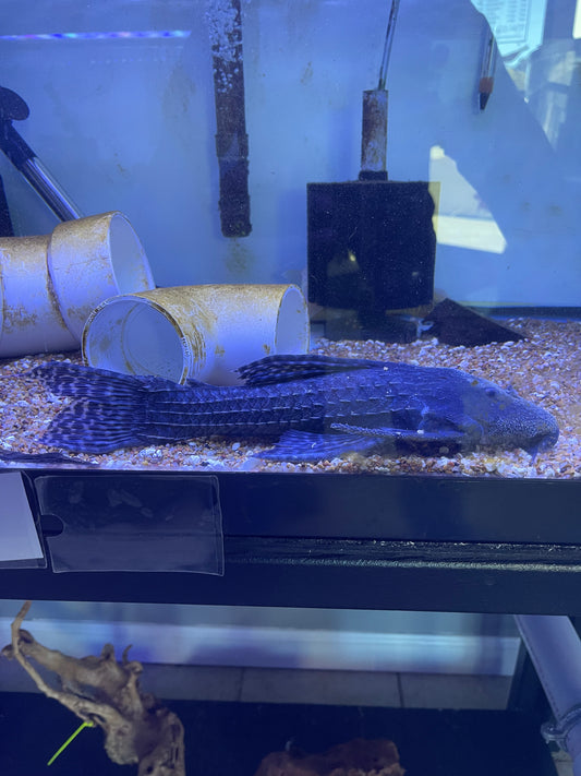 L186  Giant Cactus Pleco (Pseudacanthicus Major)