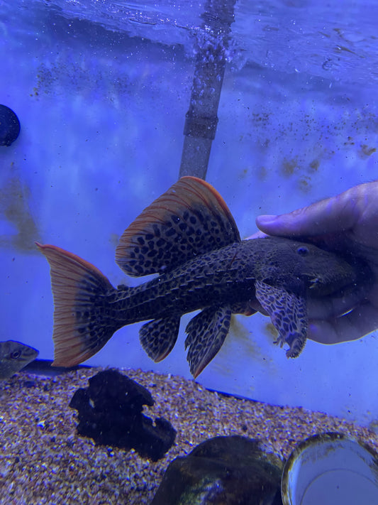 L600 Leopard Cactus Pleco (Pseudacanthicus Leopardus)