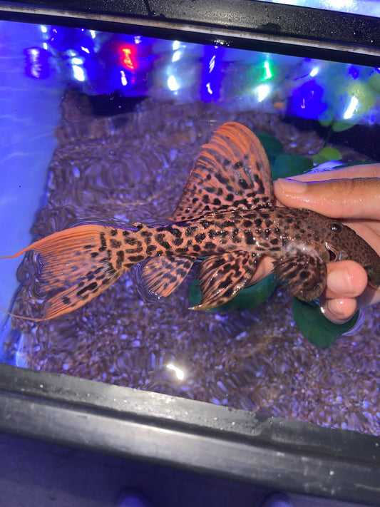 L273 Titanic Pleco