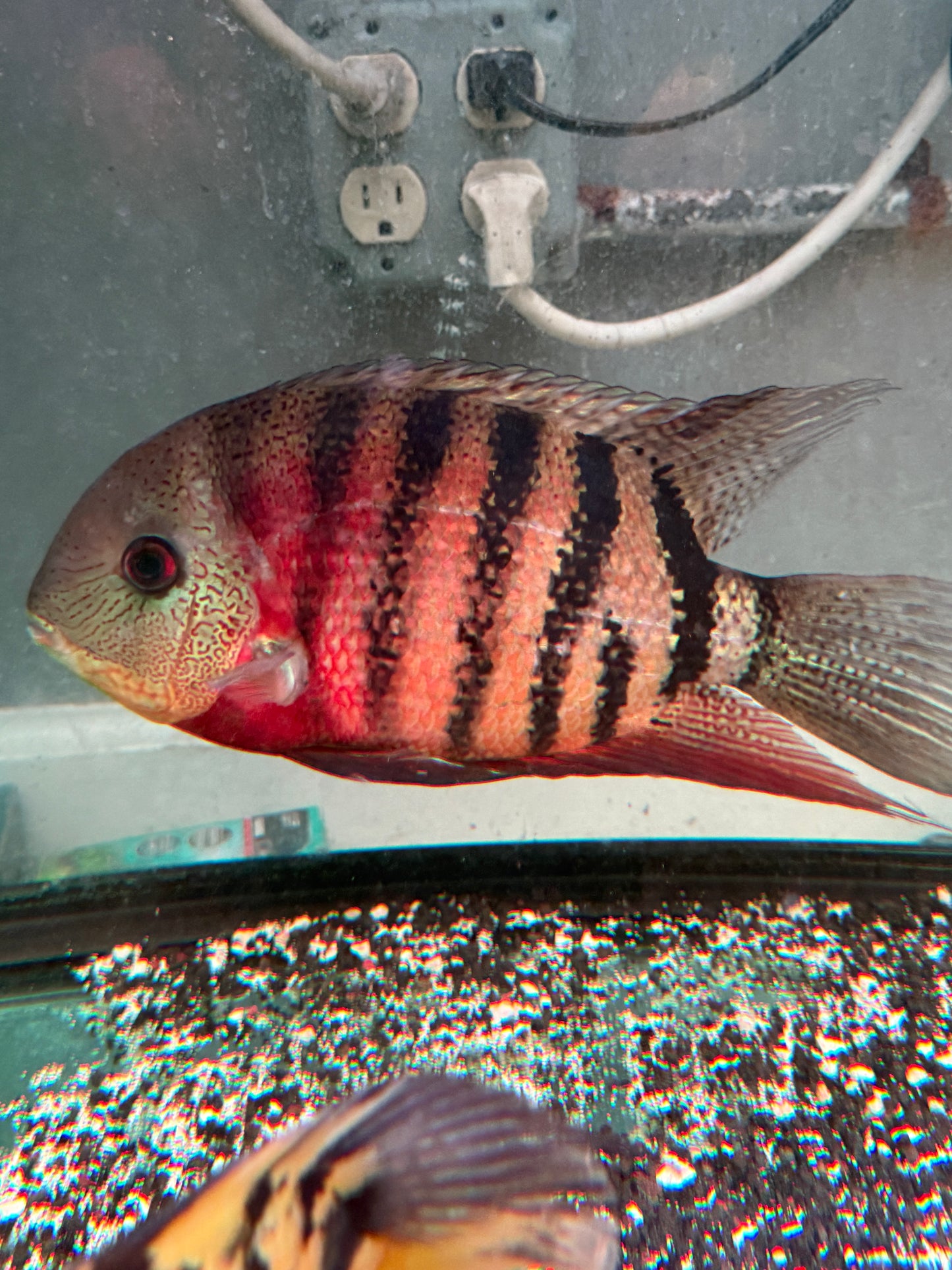 Tiger / Curare Severum (Heros severus ‘curare’)