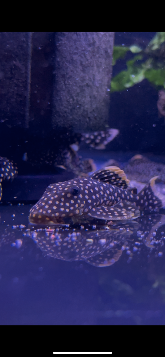 L177/L18 Gold Nugget Pleco