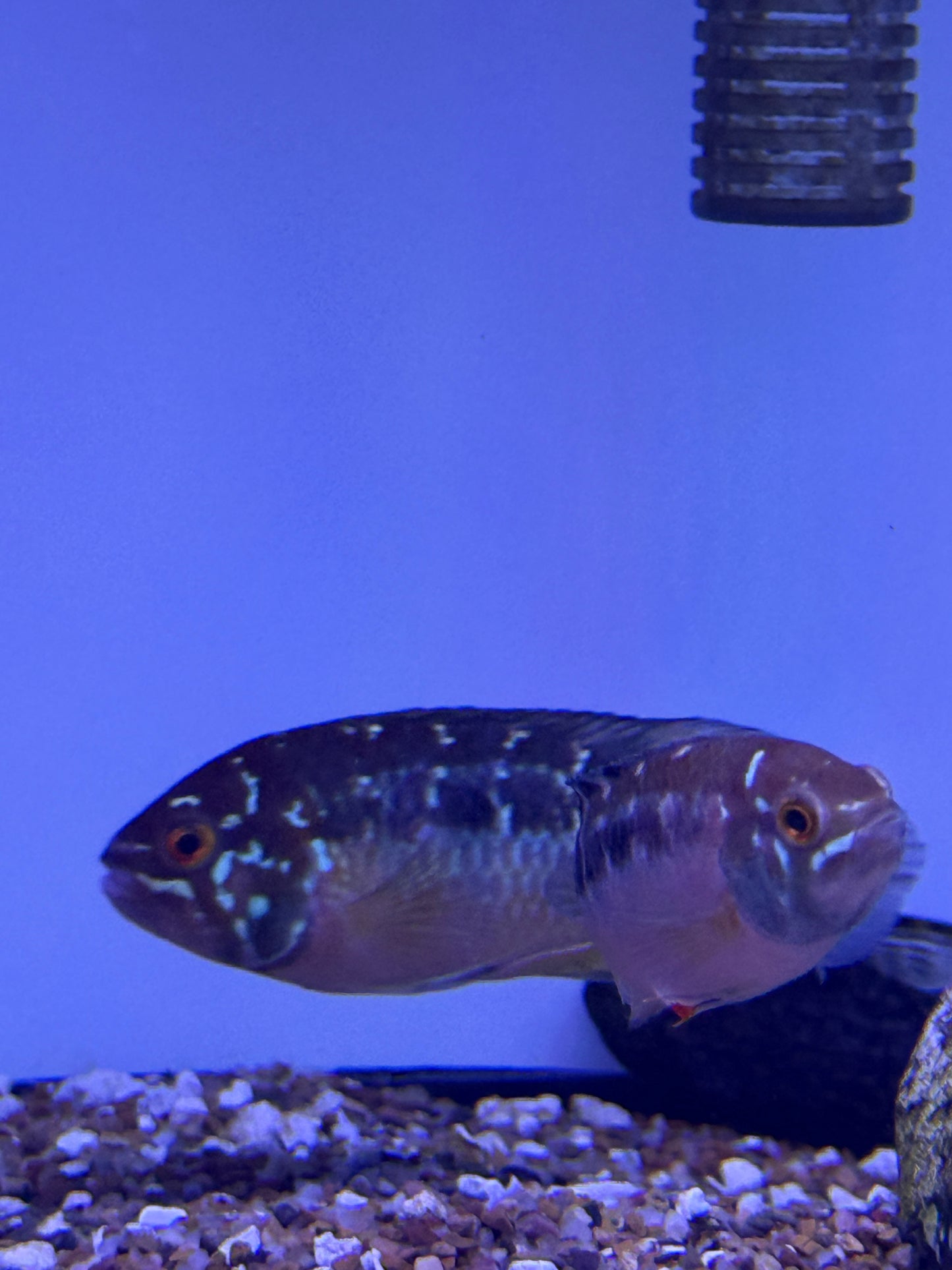 Nannacara bimaculata