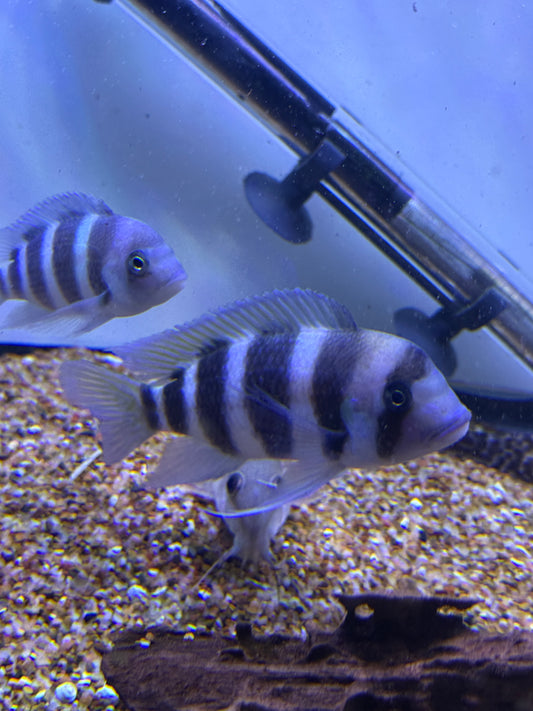 Frontosa Cichlid