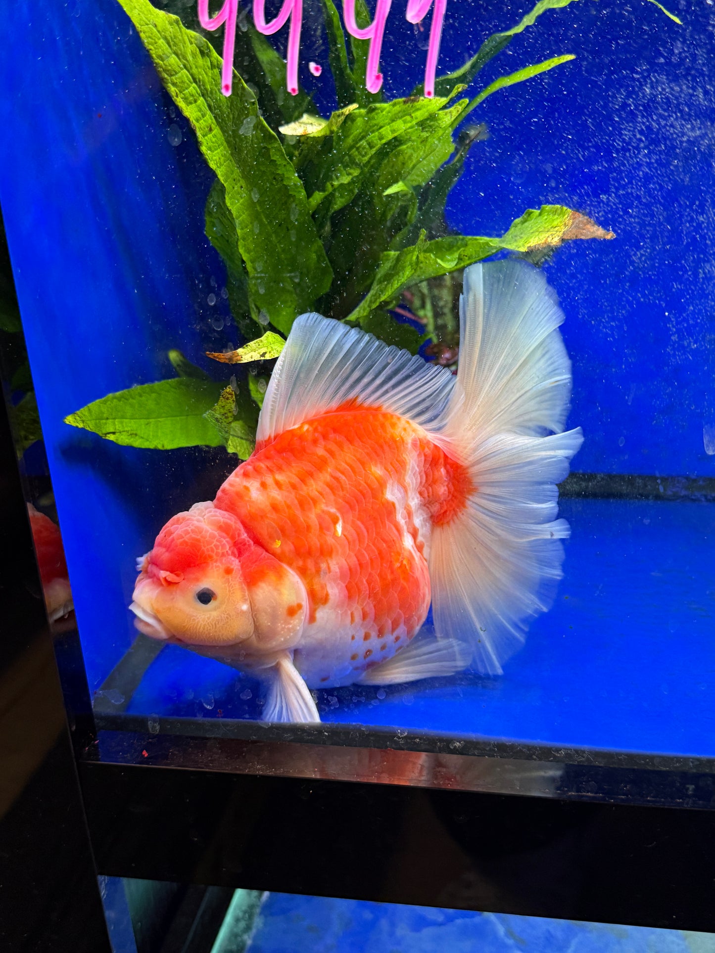 Fancy Oranda Plated Tail Jumbo