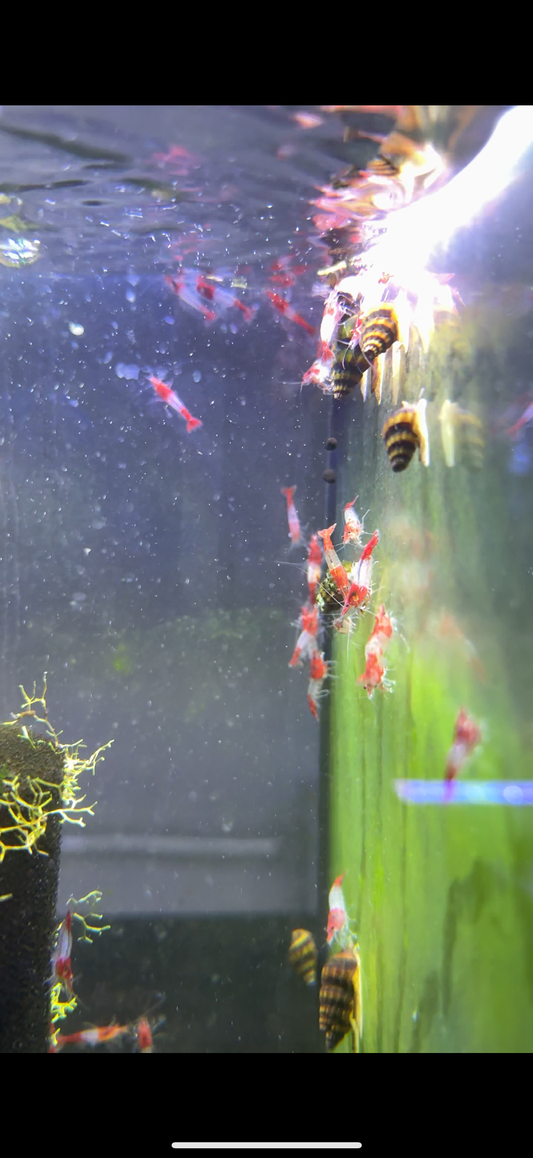 Red Rilli Shrimp