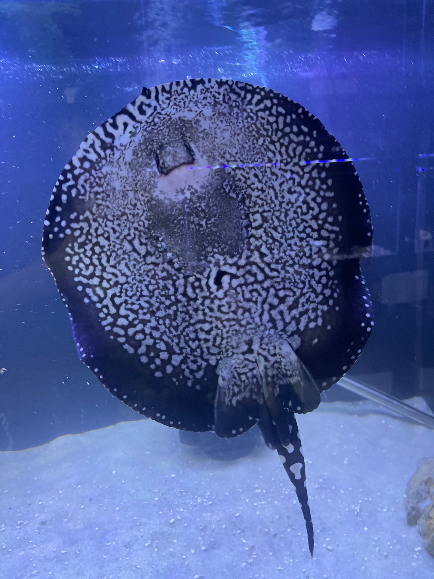 Thousand Island black diamond Stingray