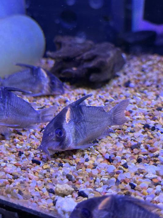 CW045 Colossus Cory (Hoplisoma colossus)