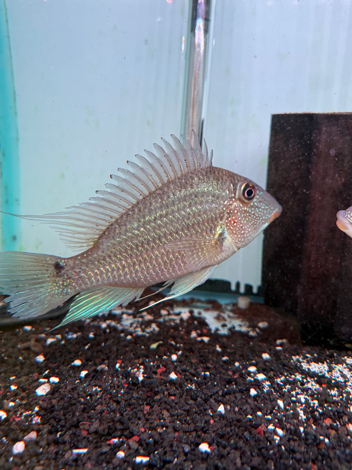 Geophagus Jurupari Cichlid (Satanoperca jurupari)