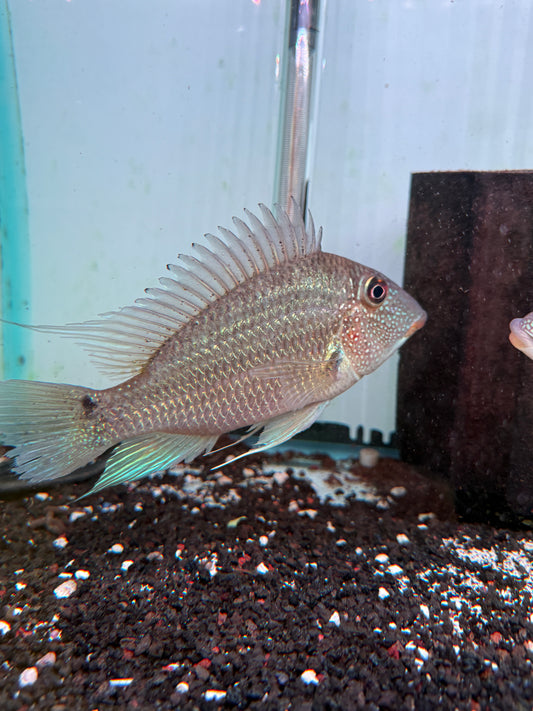 Geophagus Jurupari Cichlid (Satanoperca jurupari)