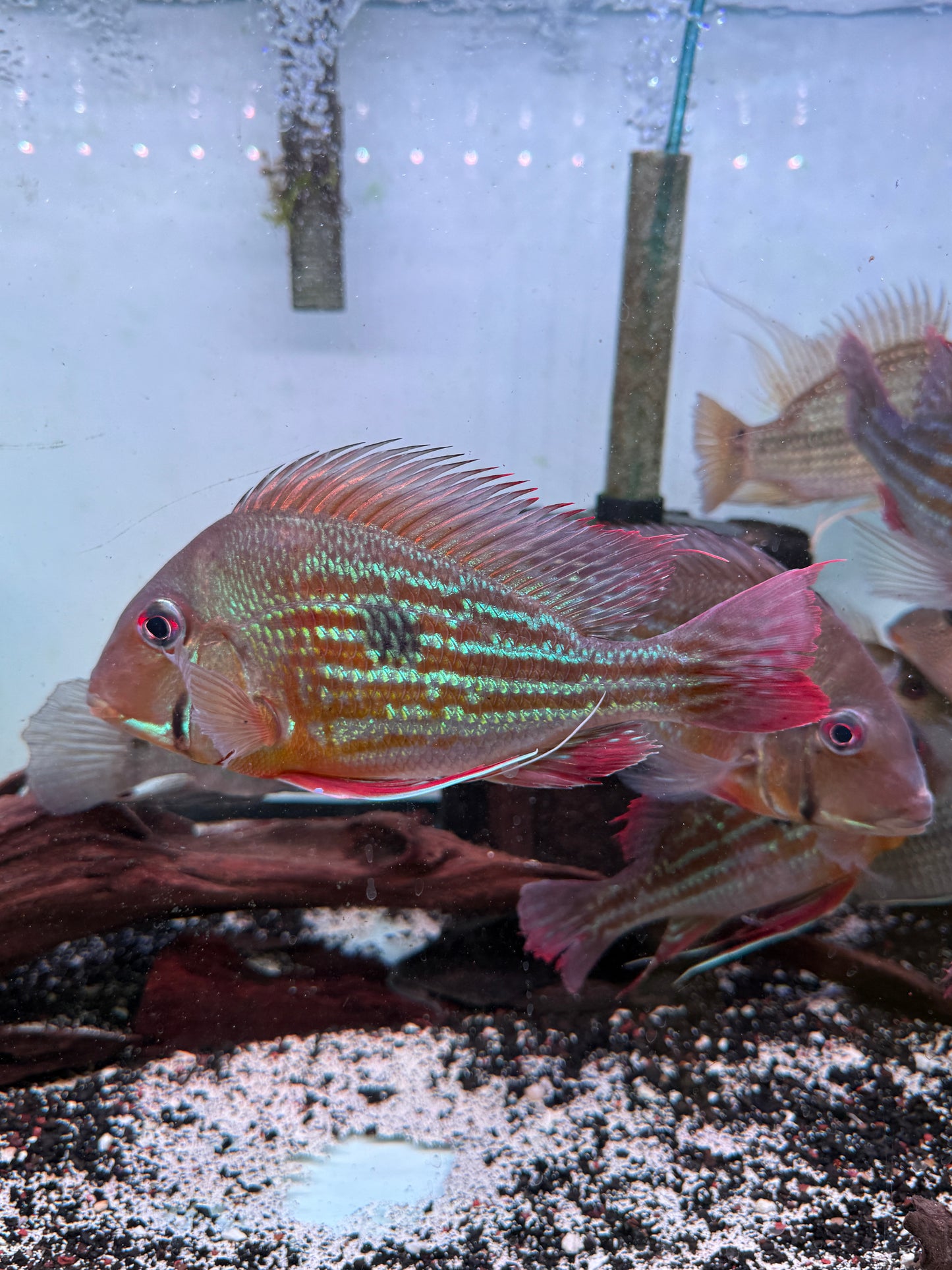 Winemilleri Eartheater Geophagus Winemilleri