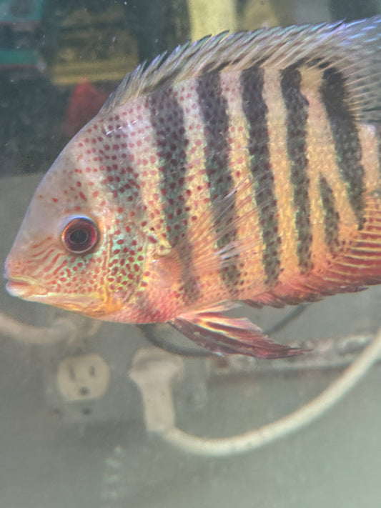 Tiger / Curare Severum (Heros severus ‘curare’)