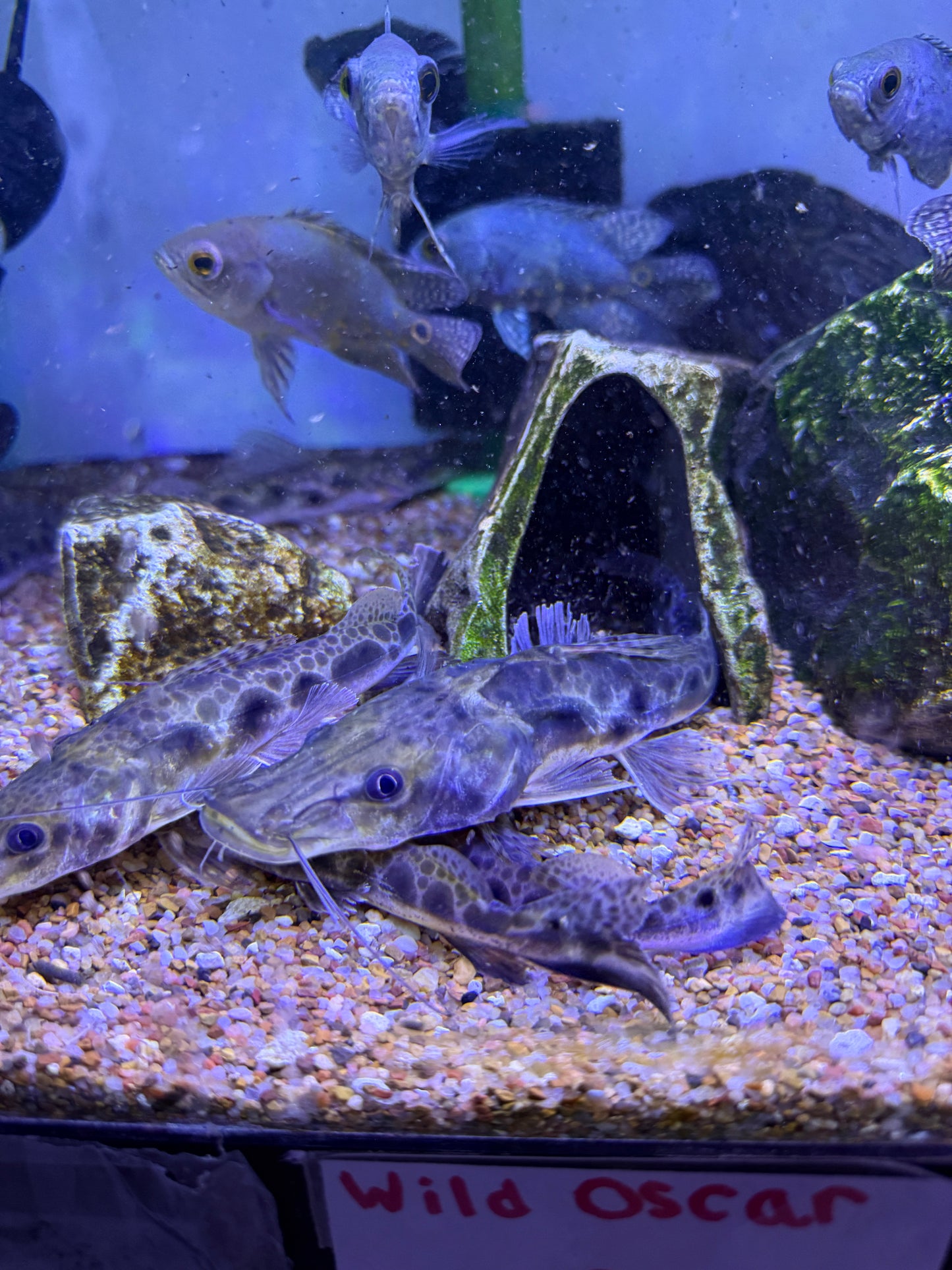 Porthole shovelnose catfish (Hemisorubim platyrhynchos)