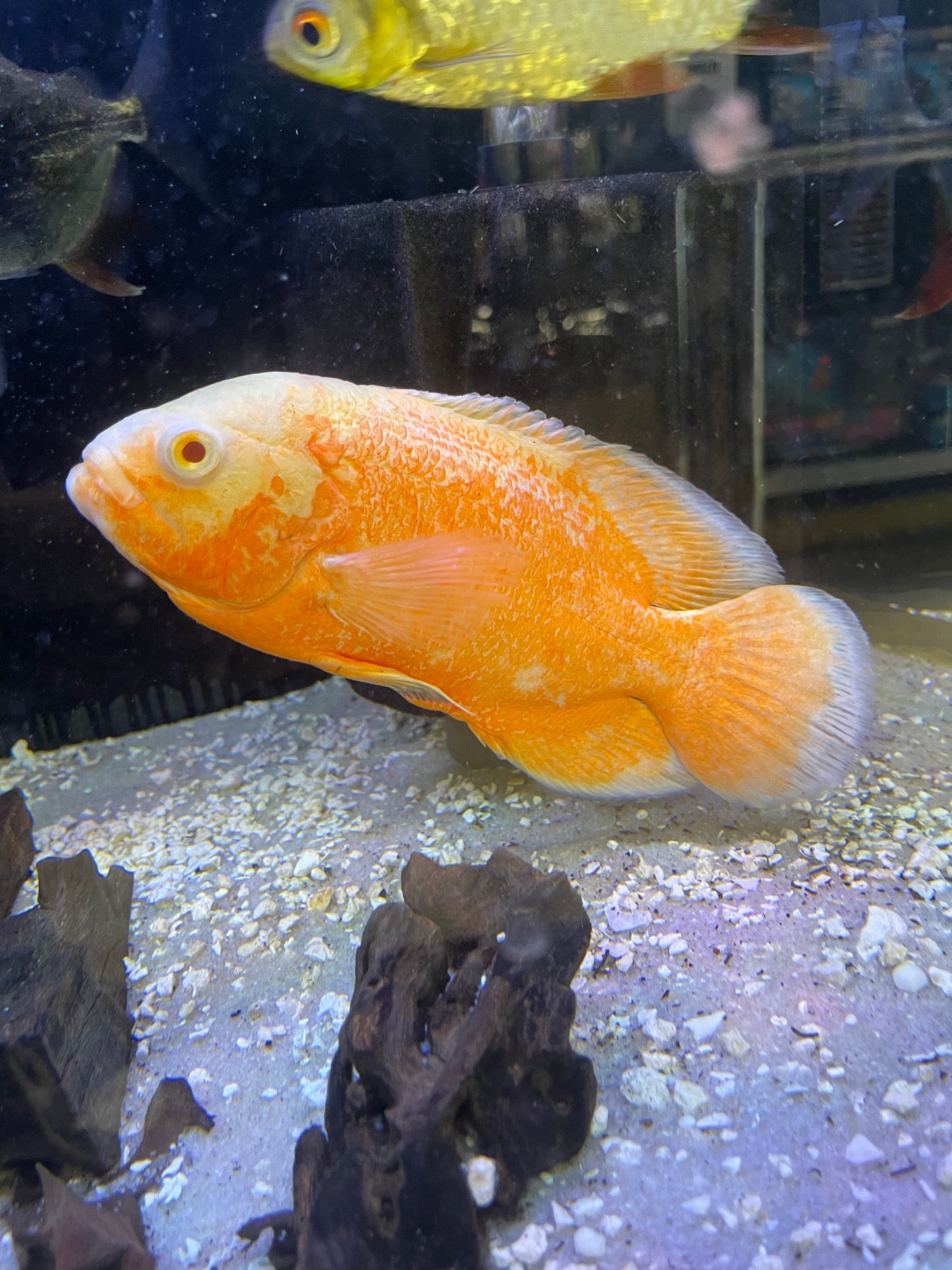 Albino Ruby Oscar