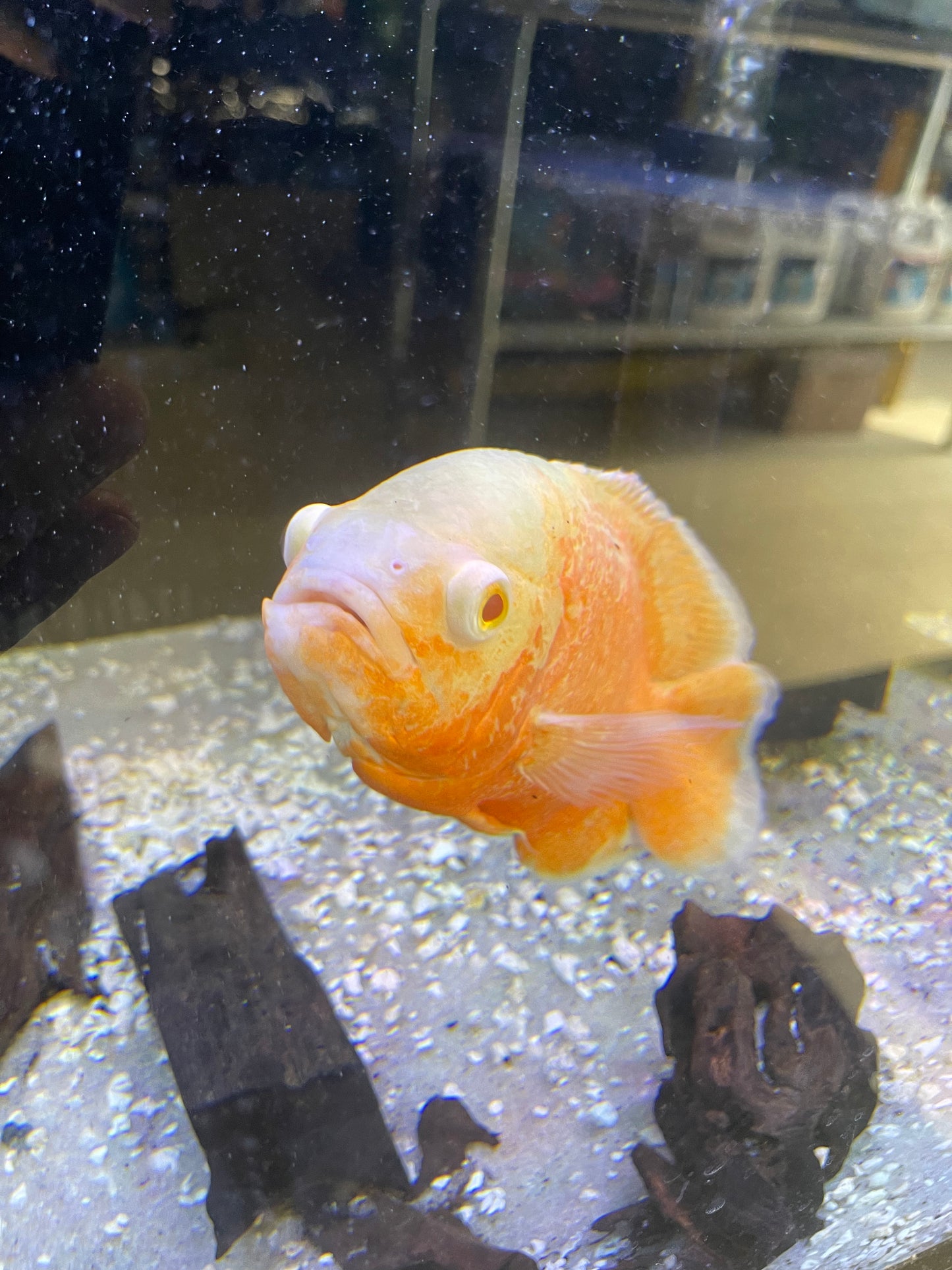 Albino Ruby Oscar