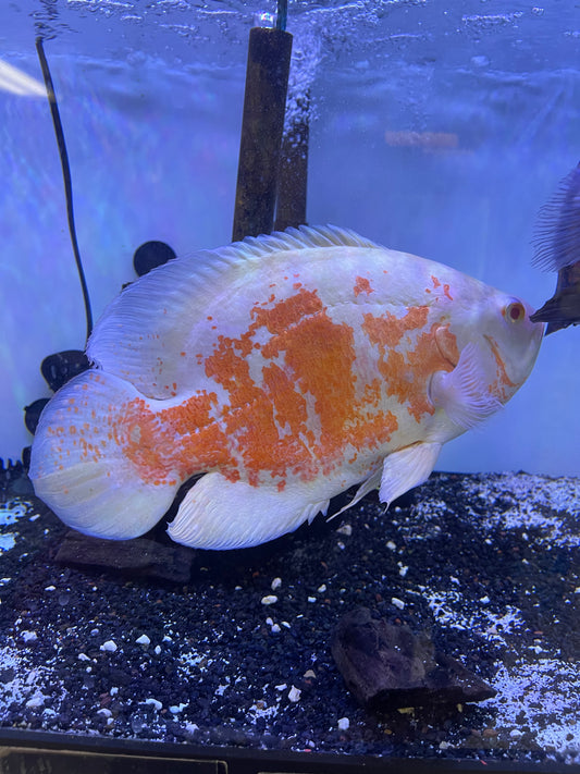 Albino Tiger Oscar