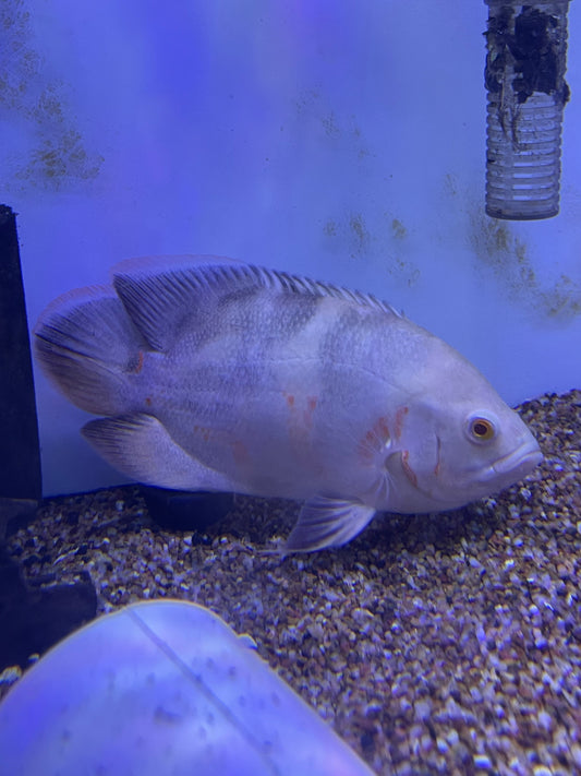 Albino Tiger Oscar