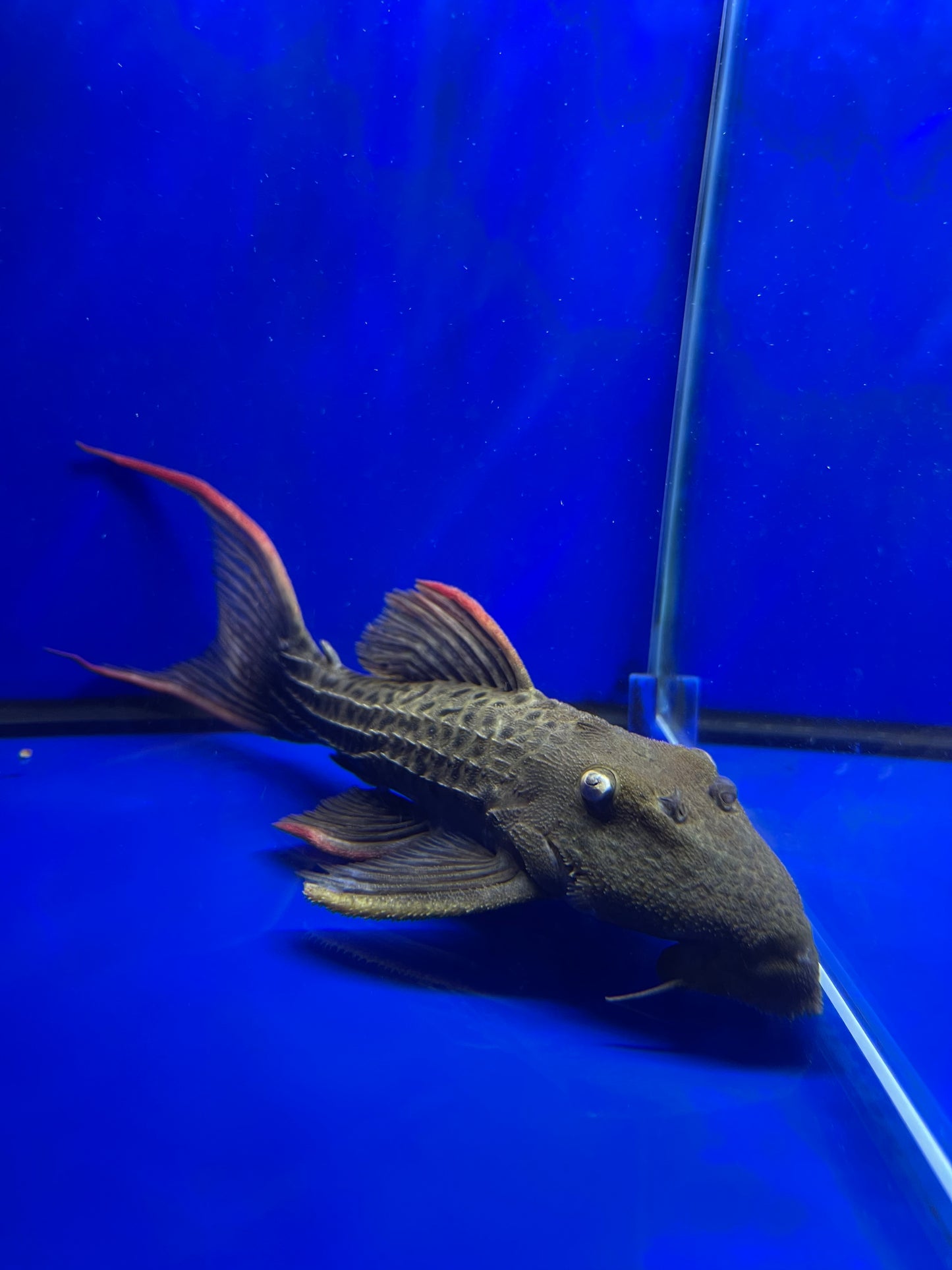 L024 Red Fin Cactus (Pseudacanthicus pitanga)