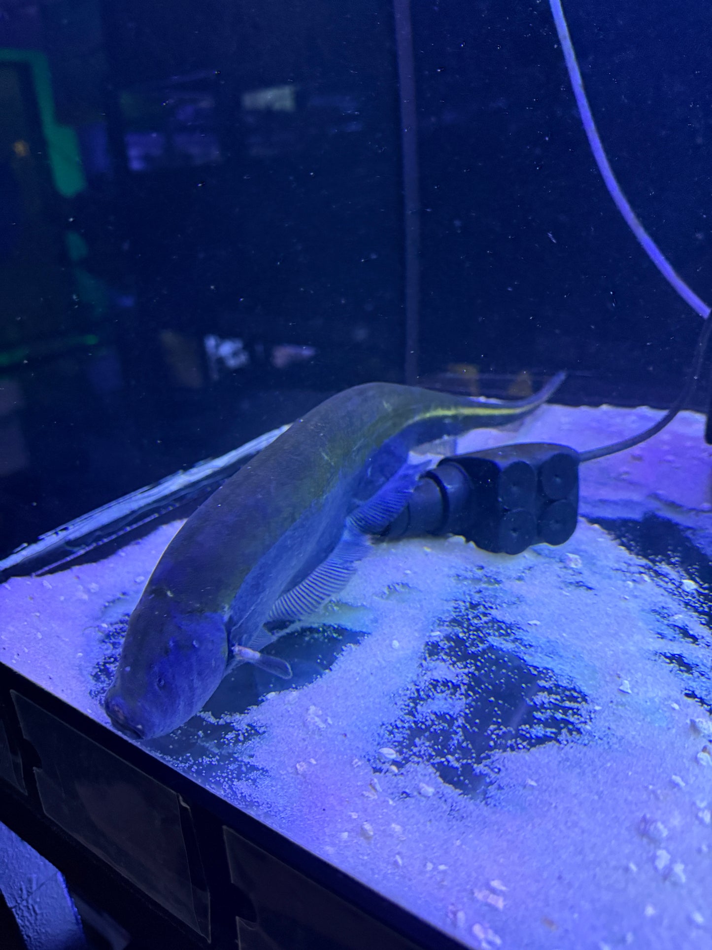 One of a Kind ! Gold line Knifefish (Sternopygus macrurus)