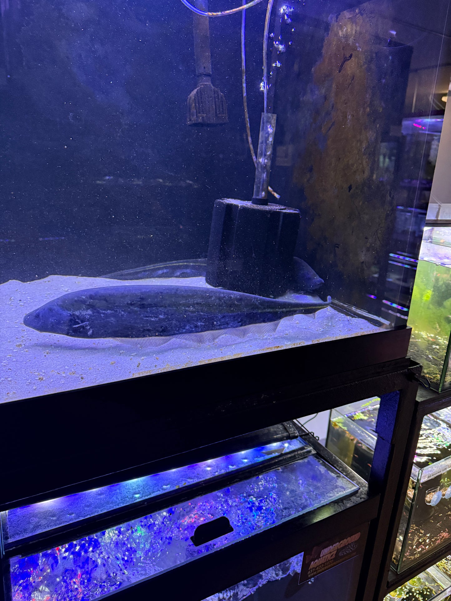 One of a Kind ! Gold line Knifefish (Sternopygus macrurus)