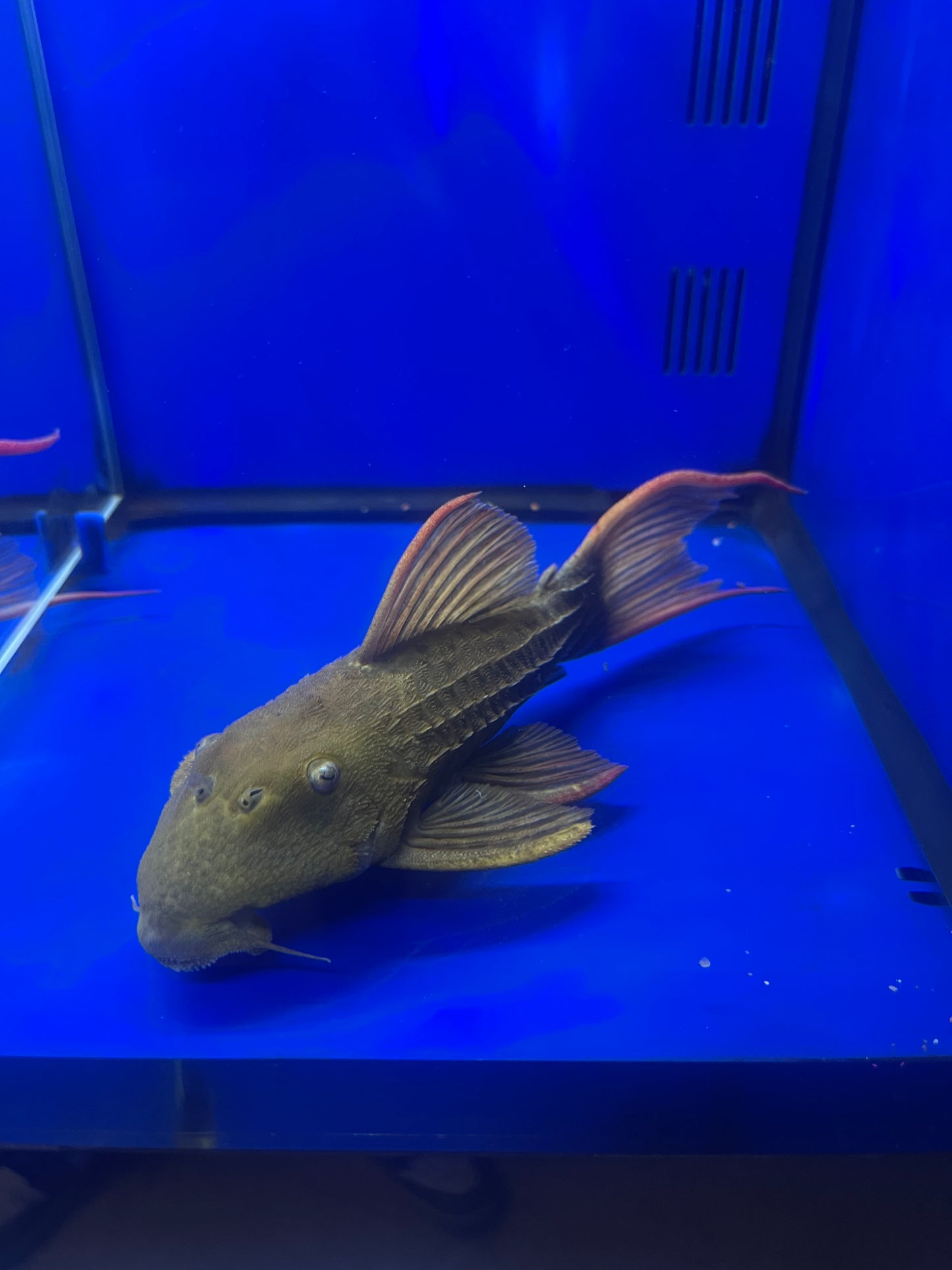 L024 Red Fin Cactus (Pseudacanthicus pitanga)