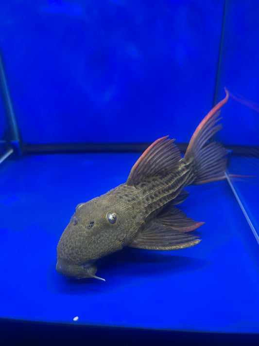 Fish – undergroundaquaticz
