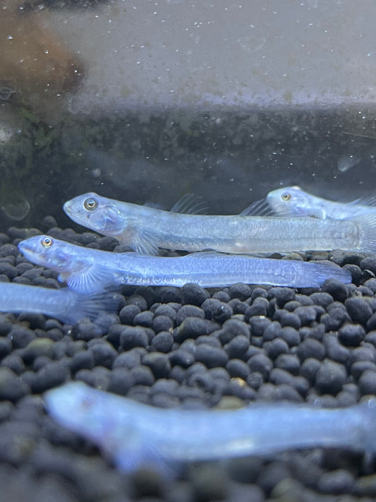 Stiphodon Goby  Sp