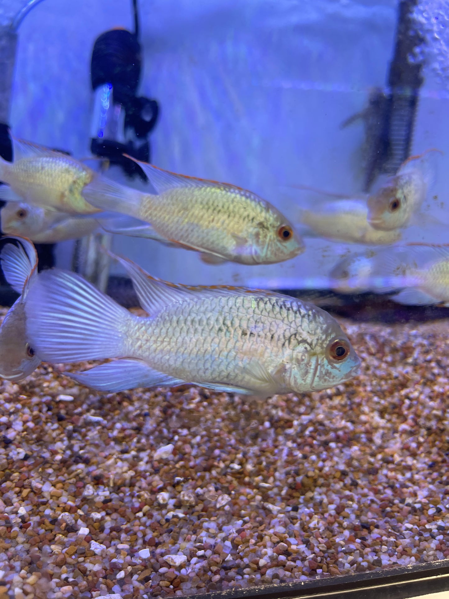 Electric Blue Acara