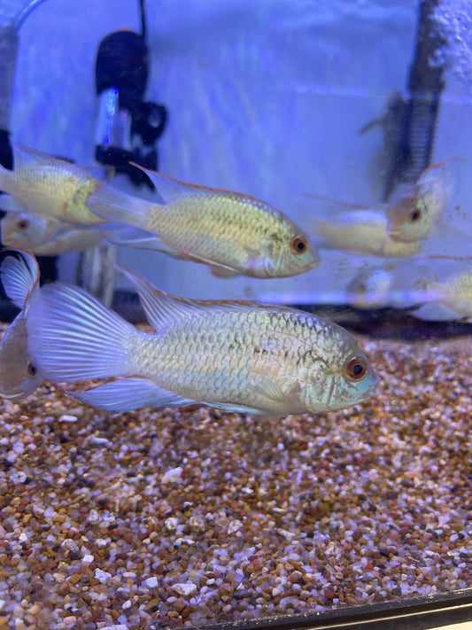 Electric Blue Acara