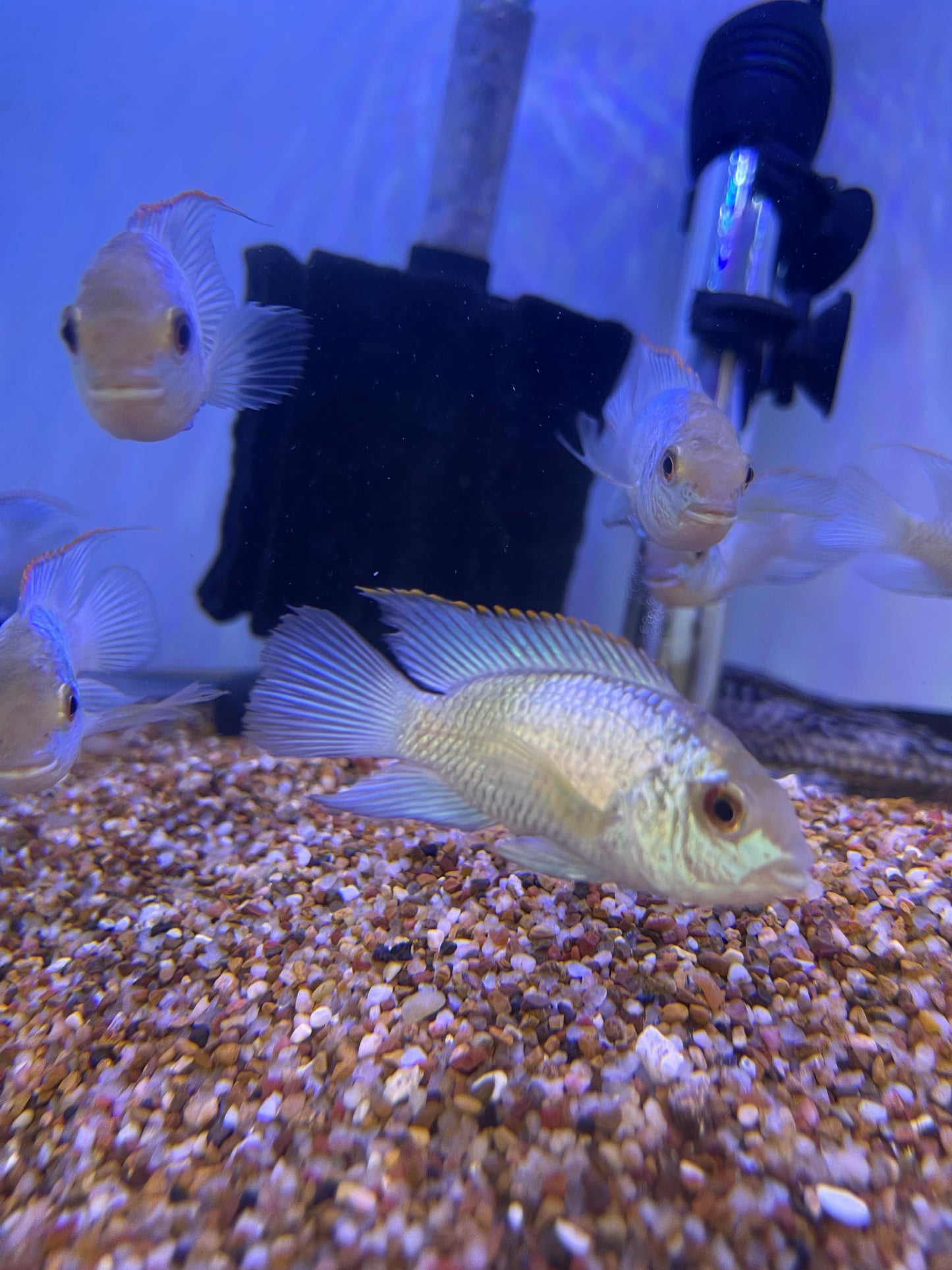 Electric Blue Acara