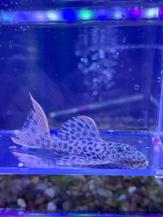 L114 Leopard Cactus Pleco (Pseudacanthicus cf. leopardus)