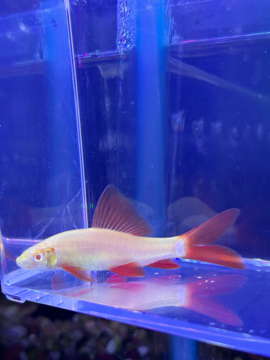 Albino Rainbow Shark (Epalzeorhynchos frenatum)