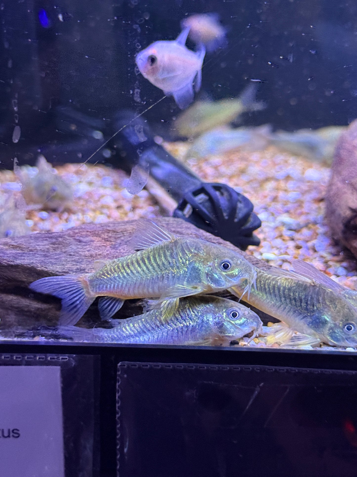 Green Aeneus Cory