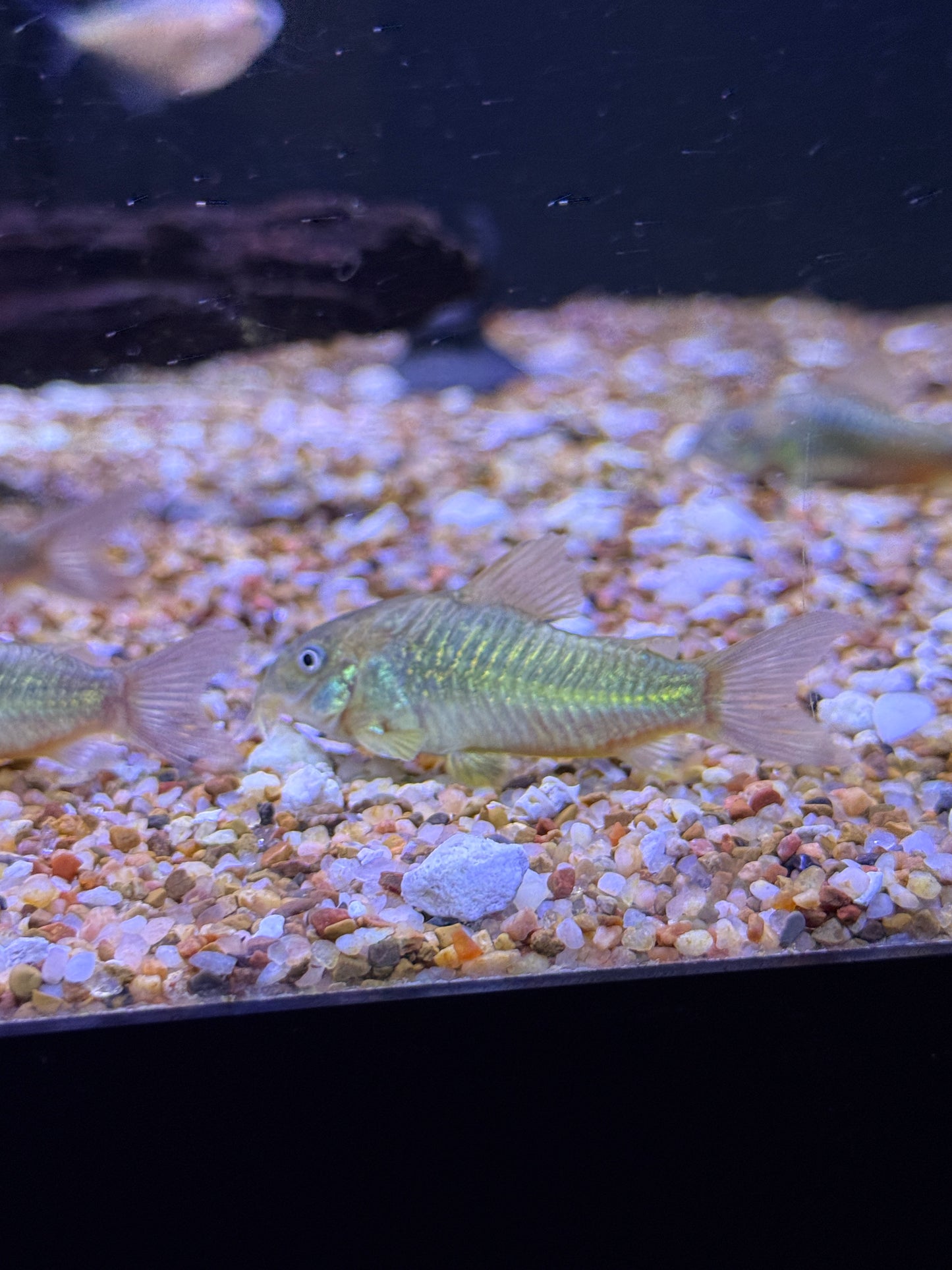 Green Aeneus Cory
